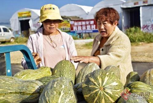 云南弥勒小瓜今日行情,丰收喜人，价格稳中有升”