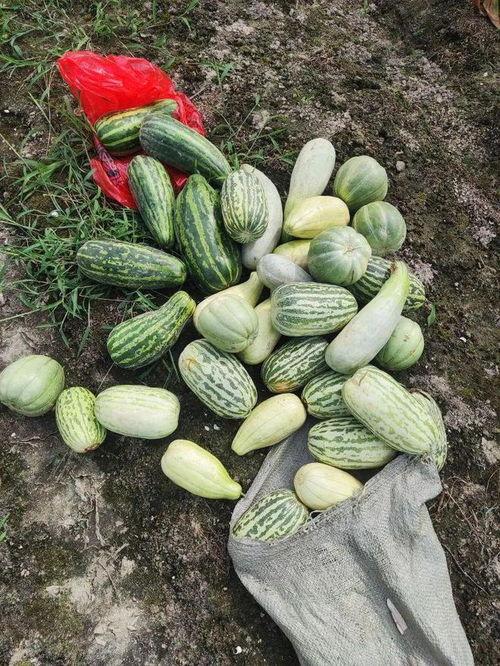 今日摘瓜什么价钱好吃呢,今日摘瓜价格与口感大揭秘