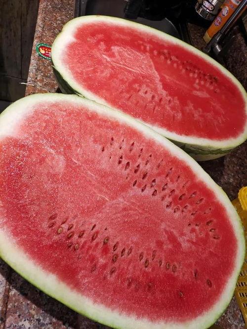 今日摘瓜什么价钱好吃呢,今日摘瓜价格与口感大揭秘