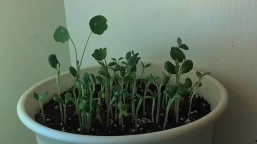 植物生长视频,视频揭秘生命力的绽放