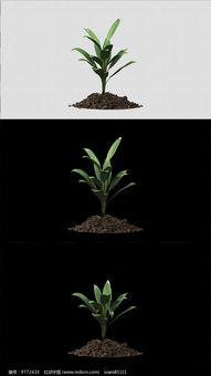 植物生长视频,视频揭秘生命力的绽放