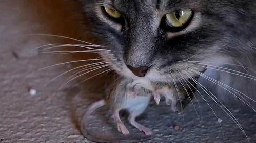 猫抓老鼠的视频,一场欢乐的追逐大戏
