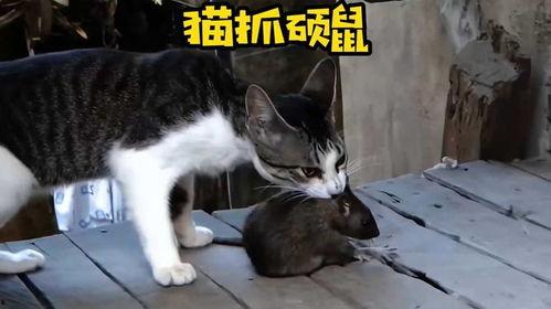 猫抓老鼠的视频,一场欢乐的追逐大戏