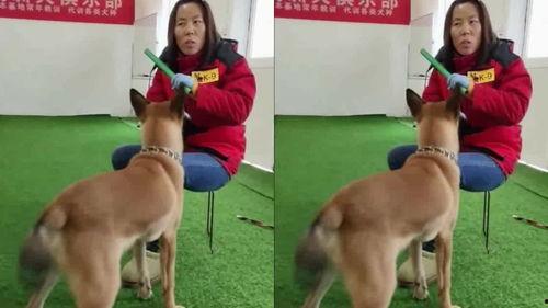 训狗的视频,跟随训狗视频，轻松掌握狗狗训练技巧