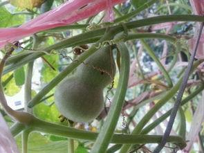 葫芦种植视频,从播种到收获的实用教程