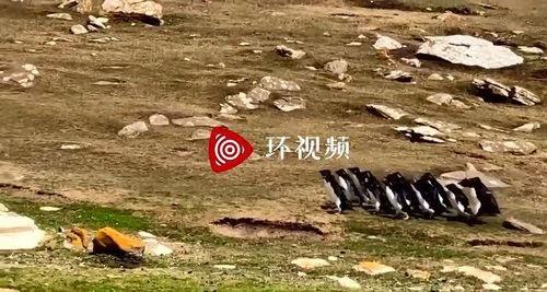 企鹅搞笑视频,欢乐海洋的欢乐时光