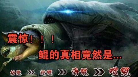 鲲的视频,探寻神秘生物的奇幻之旅
