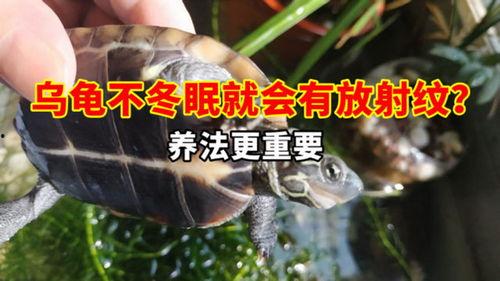 乌龟冬眠视频,揭秘自然界的神奇休眠之旅