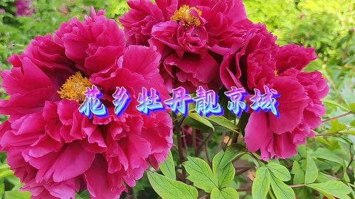 牡丹花的视频,视频中的国色天香瞬间