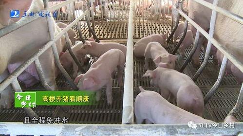 猪场视频,揭秘现代养殖业的自动化与智能化