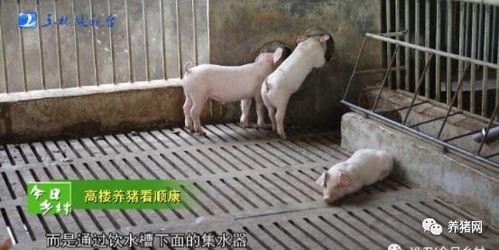 猪场视频,揭秘现代养殖业的自动化与智能化