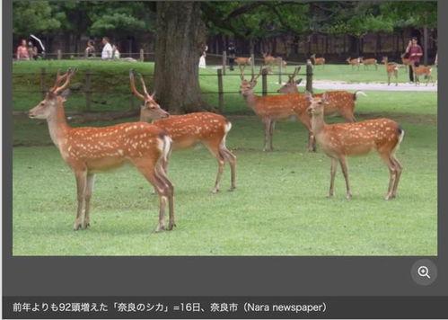小鹿视频,探索短视频新潮流，引领潮流风向标