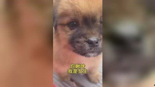 救助流浪狗视频,见证流浪狗的蜕变与重生