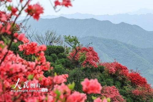 映山红视频,红色记忆中的青春之歌