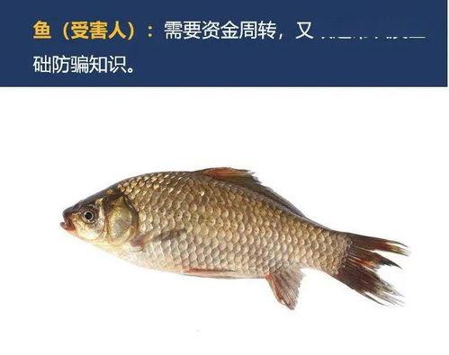杀鱼的视频,揭秘杀鱼全过程