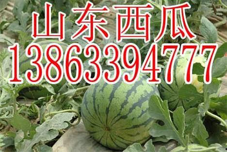 角瓜今日批发价格,今日角瓜批发价格行情一览
