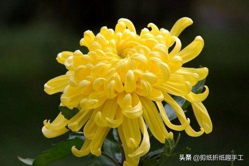菊花嫁接视频教程,轻松掌握园艺技艺，打造美丽花景