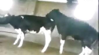 野狗交配视频,自然界的原始魅力