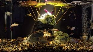鱼缸造景视频,打造梦幻水族世界的视觉盛宴