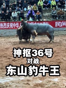牛牛视频免费观看,免费畅享，轻松观影新体验