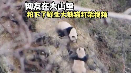 熊猫打架视频,一场激烈对决的精彩瞬间