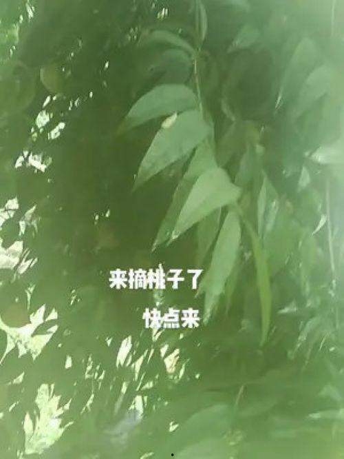 摘桃子视频,乐享田园时光