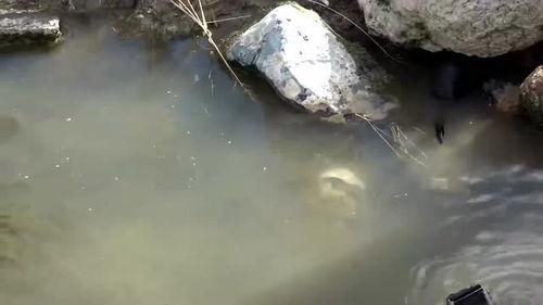 抓鱼小视频,畅游水世界，体验捕鱼乐趣