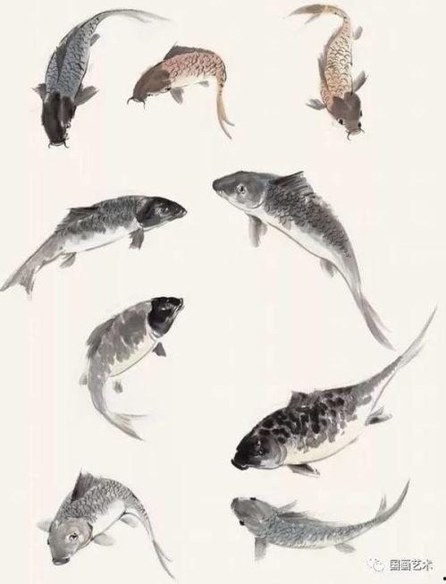 画鱼视频,跟随画鱼视频探索海洋之美
