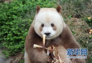 熊猫七仔视频,视频记录成长瞬间