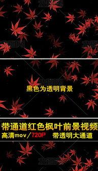 枫叶视频素材