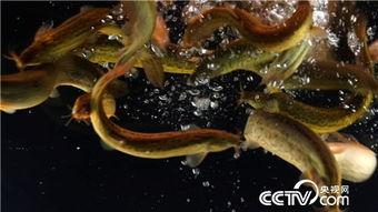 泥鳅视频,视频揭秘