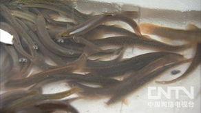 泥鳅视频,视频揭秘