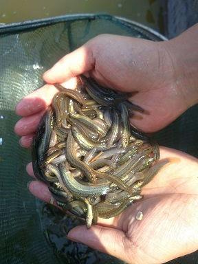 泥鳅视频,视频揭秘