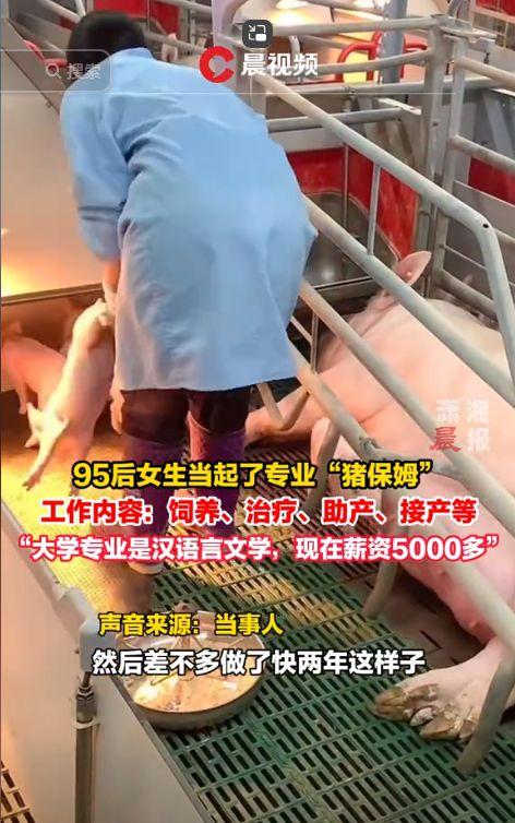 猪打针视频,兽医操作技巧与注意事项