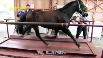 马交配全过程视频,从相识到繁衍的浪漫之旅