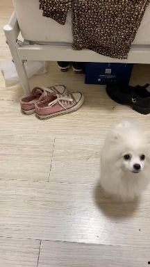 博美视频,探寻可爱博美的日常生活与成长瞬间