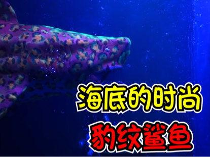 鲨鱼玩具视频,海洋探险乐趣无限