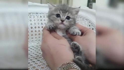 萌猫视频,治愈系萌宠瞬间,萌态可掬萌翻网友