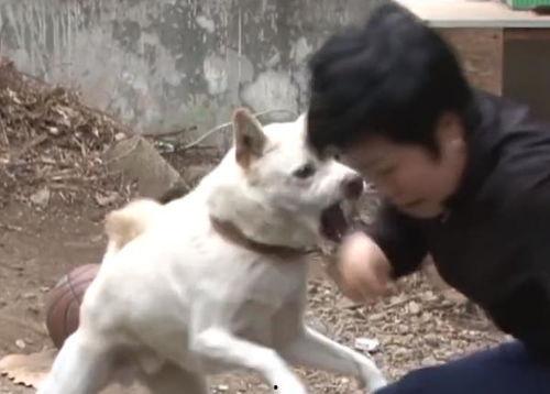 狗咬主人视频,悲剧背后的反思与警示