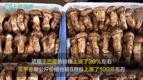 松茸视频,一场味蕾与自然的邂逅