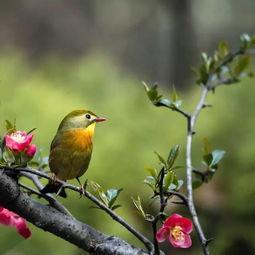 夜莺视频,探寻神秘鸟儿的生活轨迹