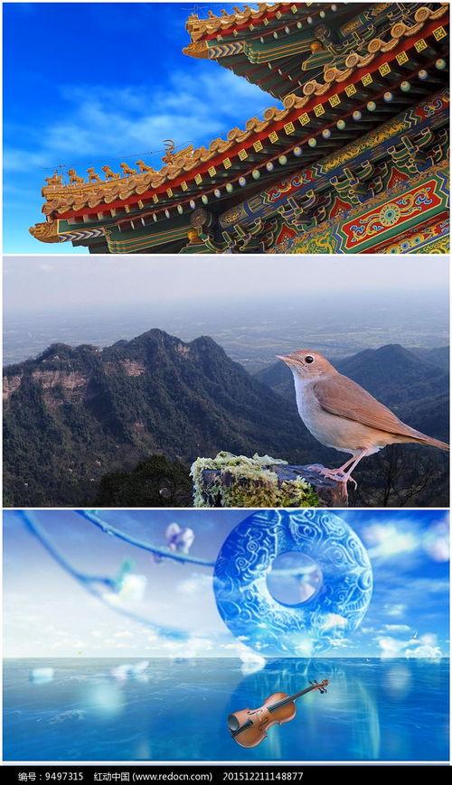 夜莺视频,探寻神秘鸟儿的生活轨迹