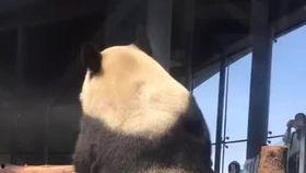 食蚁兽吃蚂蚁视频