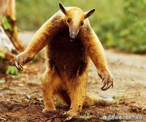 食蚁兽吃蚂蚁视频