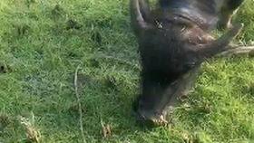 牛 视频,揭秘农业科技新篇章