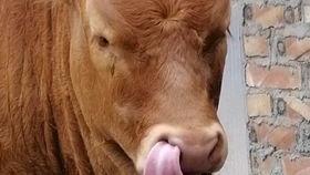 牛 视频,揭秘农业科技新篇章