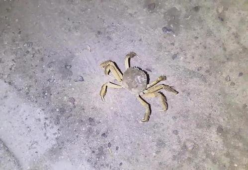 螃蟹的视频