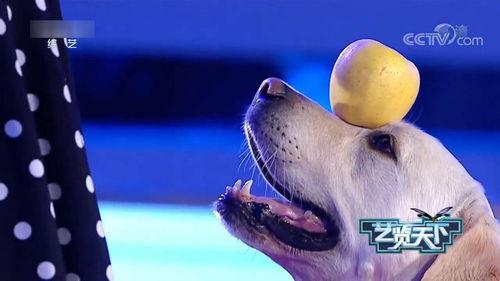 狗表演视频,狗狗表演视频集锦，萌态百出，笑料连连