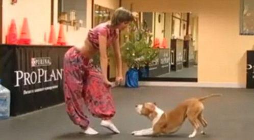 狗表演视频,狗狗表演视频集锦，萌态百出，笑料连连