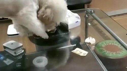 狗表演视频,狗狗表演视频集锦，萌态百出，笑料连连